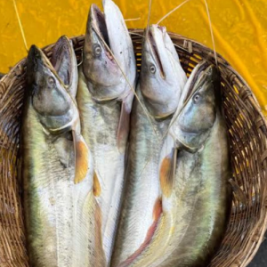 নদীর বোয়াল মাছ ১ পিছ ৪-৫ কেজি