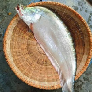 চিতল মাছ