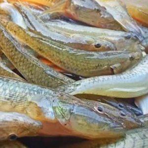 নদীর বাইলা মাছ