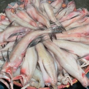 সামুদ্রিক লইট্টা মাছ