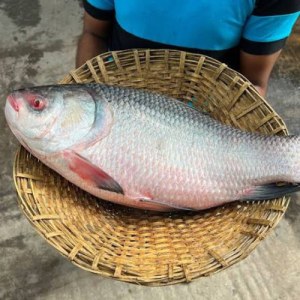 নদীর কাতলা মাছ প্রতি পিছ ৩-৪ কেজি