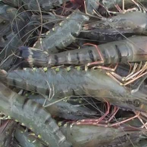 নদীর বাগদা চিংড়ি মাছ