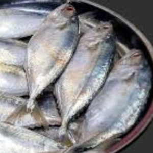 সামুদ্রিক সুরমা মাছ