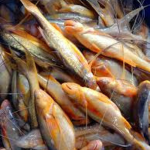 সামুদ্রিক তাপসী মাছ