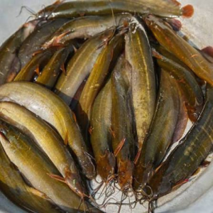 দেশি শিং মাছ